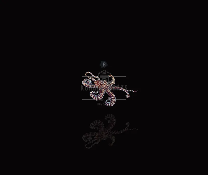 Thaumoctopus Mimicus